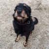 PIXEL