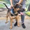 Max - verlassen und abgeschoben - Zuhause gesucht!