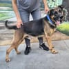 Max - verlassen und abgeschoben - Zuhause gesucht!