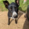 Ares - leidet in der Perrera - dringend Zuhause gesucht!