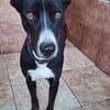 Ares - leidet in der Perrera - dringend Zuhause gesucht!