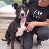 Ares - leidet in der Perrera - dringend Zuhause gesucht!