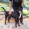 Ares - leidet in der Perrera - dringend Zuhause gesucht!