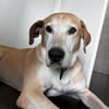 Simbad - lebensfroher Golden Ager sucht ein Zuhause.