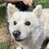 Hundeopi TALPI