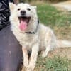 Hundeopi TALPI