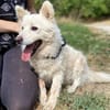 Hundeopi TALPI