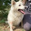 Hundeopi TALPI