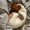 Traum Maus sucht neues Zuhause