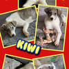 junges lustiges Hundemädchen Kiwi auf PS 91278