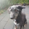 🐾Lebensfrohe Kira sucht Dich🐾 NOTFALL