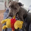 Ice, leidet im Tierheim