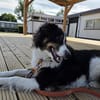 Für Karli das passende Zuhause gesucht!