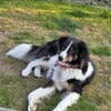 Für Karli das passende Zuhause gesucht!