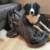 Für Karli das passende Zuhause gesucht!
