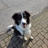 Für Karli das passende Zuhause gesucht!