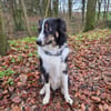 Für Karli das passende Zuhause gesucht!