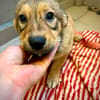 Indigo  ein kleiner Spatz sucht seine Familie