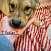 Indigo  ein kleiner Spatz sucht seine Familie