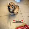 Indigo  ein kleiner Spatz sucht seine Familie