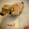 Indigo  ein kleiner Spatz sucht seine Familie
