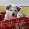 Josie - kleine liebe, ruhige Schmuse-Hündin