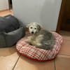 Josie - kleine liebe, ruhige Schmuse-Hündin