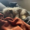 Josie - kleine liebe, ruhige Schmuse-Hündin