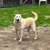 Teddy - lieber Wuschelhund