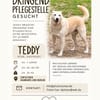Teddy - lieber Wuschelhund