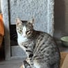 Hübsche Eleni sucht ein Zuhause