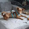Samira . Junghündin, freundlich, lieb, mag Kinder