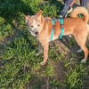 Timon - ein lieber, freundlicher Hund