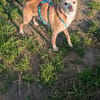 Timon - ein lieber, freundlicher Hund