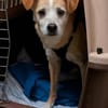 Timon - ein lieber, freundlicher Hund