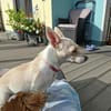 Lotte - sie ist sehr menschbezogen