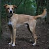 Toni wartet in 63150 Heusenstamm.