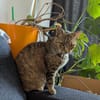 Klärchen  sucht ihr für immer Zuhause