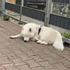 Über Flip der Rohdiamant