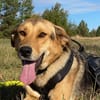 Laika unsere hübsche Hündin