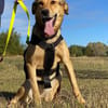 Laika unsere hübsche Hündin