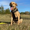 Laika unsere hübsche Hündin