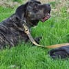 Ulli - sucht Paten