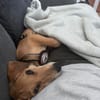 aktiver, fröhlicher FILOU sucht seine Menschen