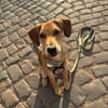aktiver, fröhlicher FILOU sucht seine Menschen