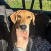 aktiver, fröhlicher FILOU sucht seine Menschen