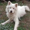 Samojedenrüde Luca
