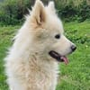 Samojedenrüde Luca