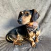 Barney (Balhe)- Sensibler Rüde sucht liebevolles Zuhause!