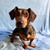 Barney (Balhe)- Sensibler Rüde sucht liebevolles Zuhause!